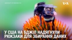 Сенсорні "рюкзаки" для бджіл розробили у США, щоб збирати дані. Відео Сенсорні "рюкзаки" для бджіл розробили у США, щоб збирати дані. Відео