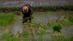 လယ်သမားတွေ ပစ်ပယ်ခံနေရပြီလား လယ်သမားတွေ ပစ်ပယ်ခံနေရပြီလား